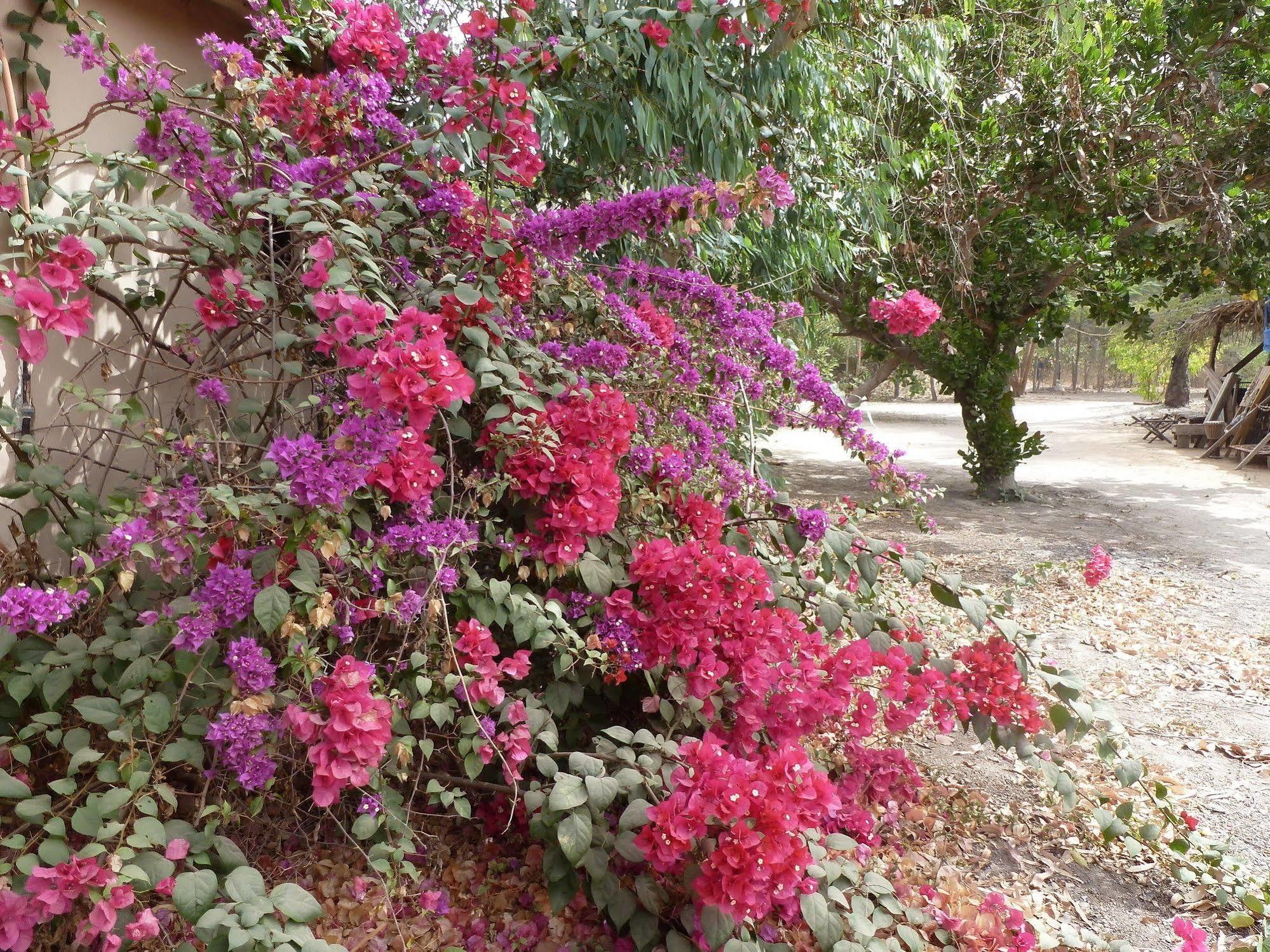 Footsteps Eco-Lodge Gunjur エクステリア 写真